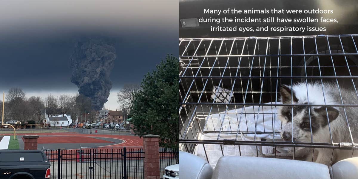 Ohio Train Derailment Launches Dangerous Chemicals Into The Sky Amid Reports That Animals Nearby Have Been Affected Ohio train derailment explosion and sick fox