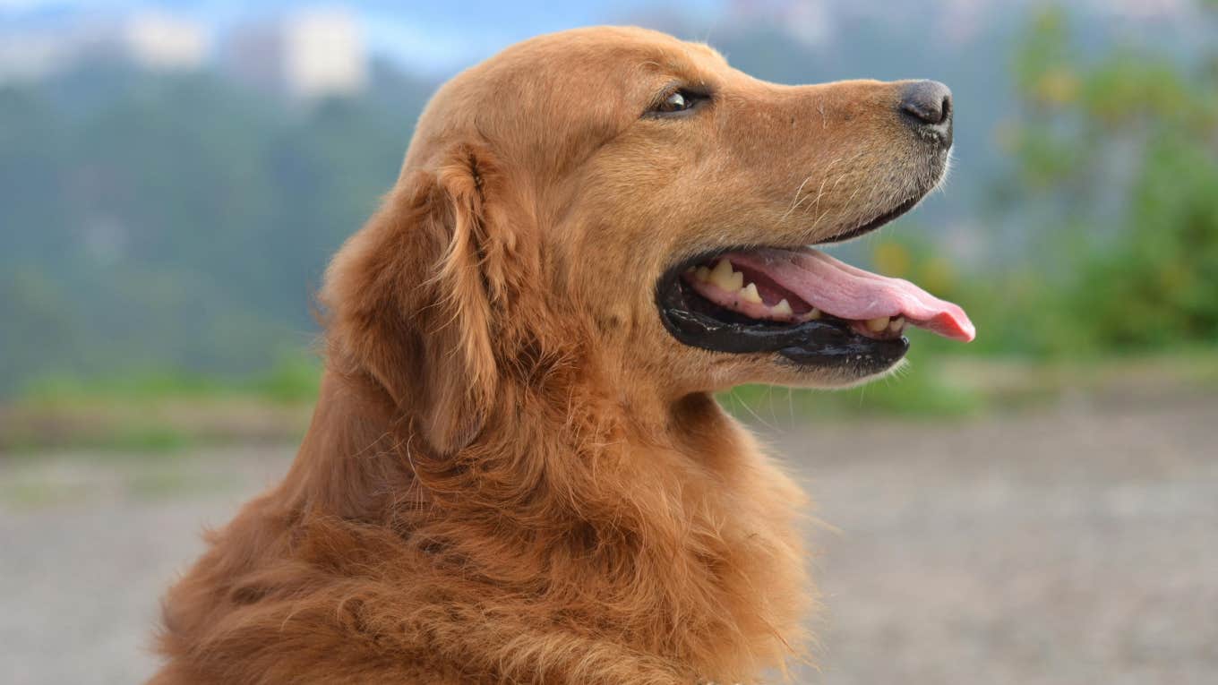 golden retriever