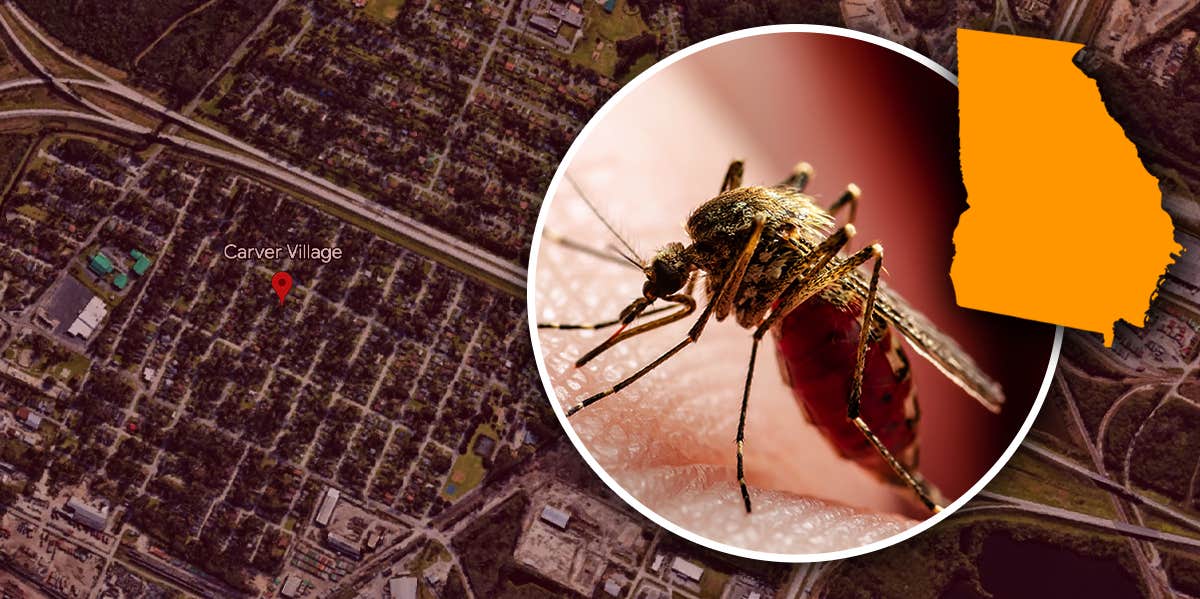 Operation Big Buzz: The U.S. Government Used Mosquitos To Secretly Experiment On Citizens mosquito over georgia