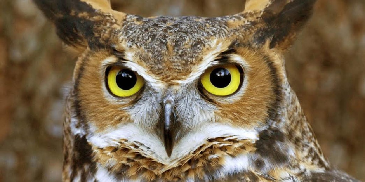 Owl Symbolism & The Spiritual Meaning Of Seeing Owls | YourTango