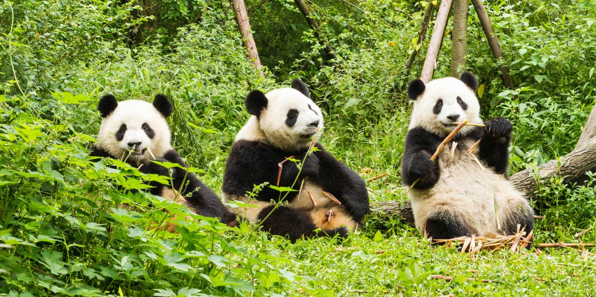 Pandas aren't real, conspiracy theory