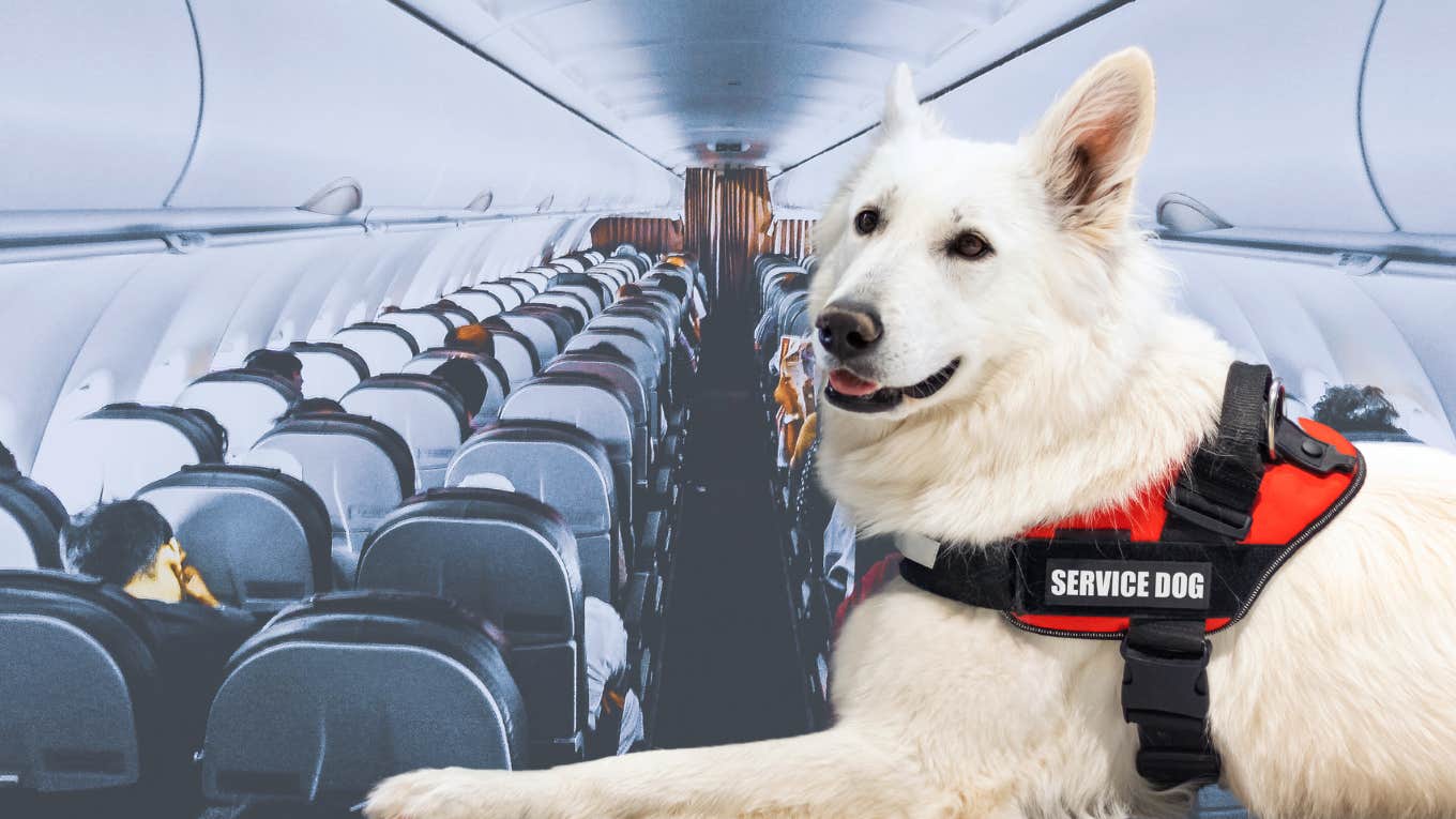 Service dog on an airplane. 