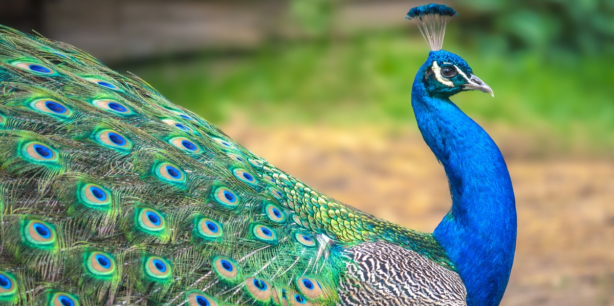 Peacock Symbolism & Spiritual Meanings Of Peacock Spirit Animal | YourTango