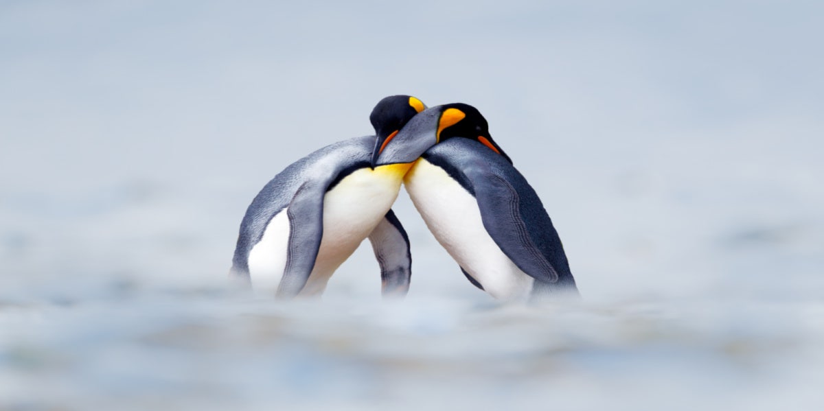 Penguin love