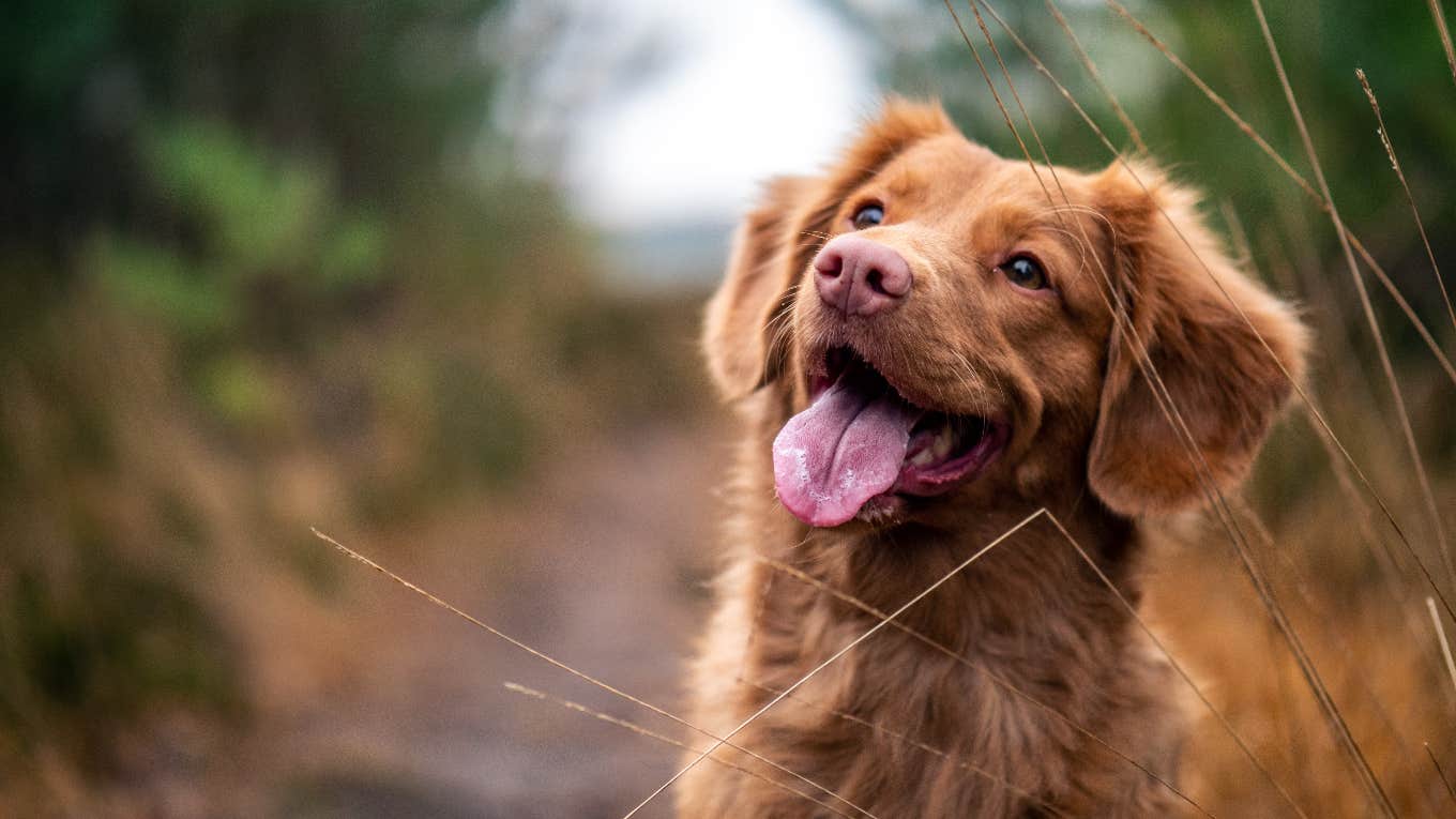 cute dog sticking tongue out