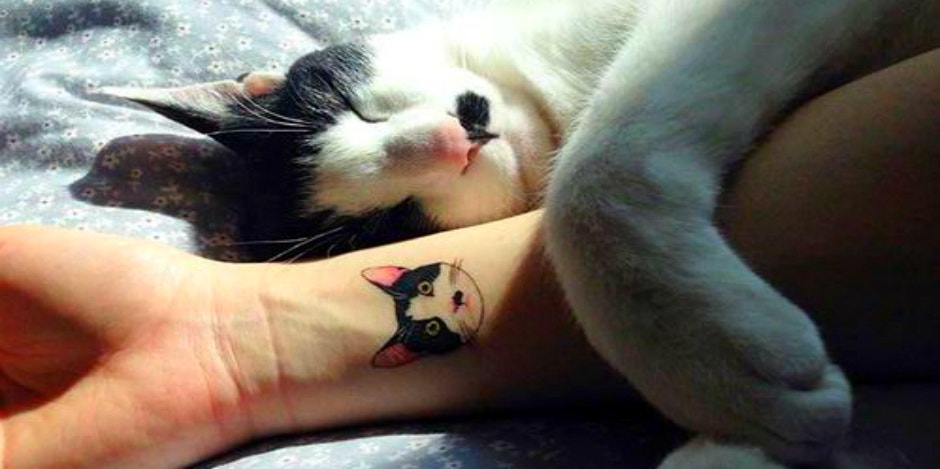 which pet is for you which pet is for you