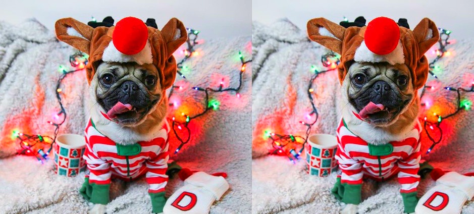 Animals That Love Opening Up Christmas Gifts