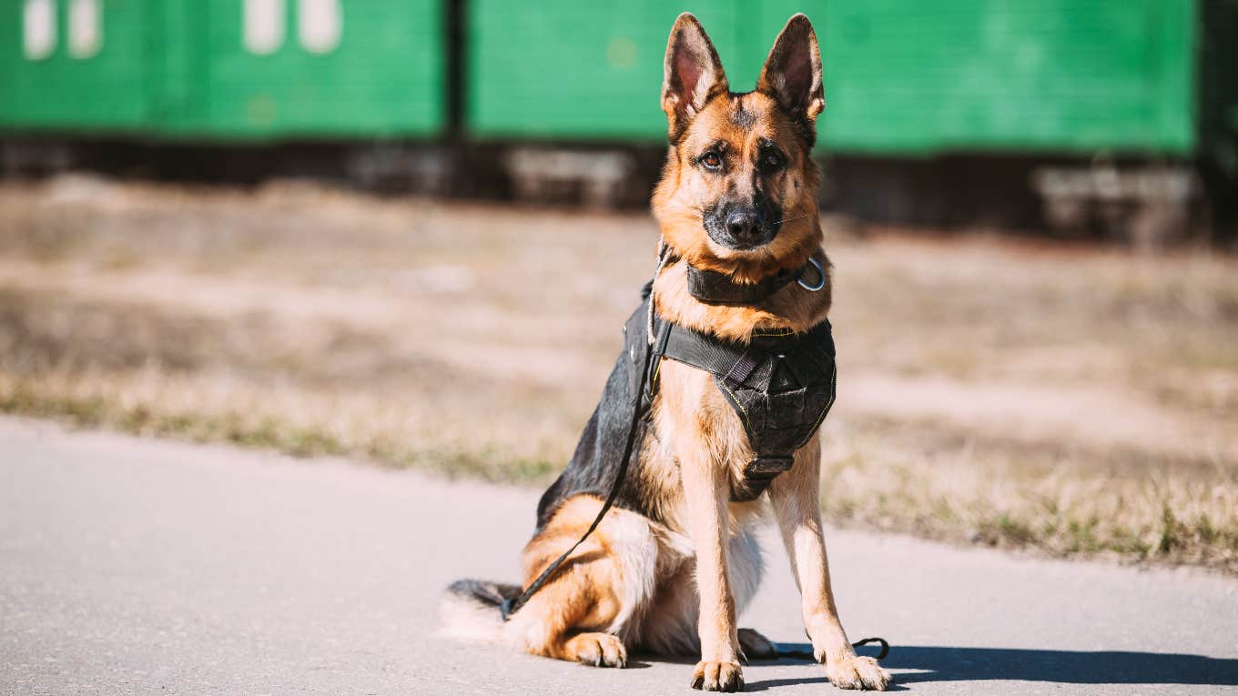 german shepherd police dog