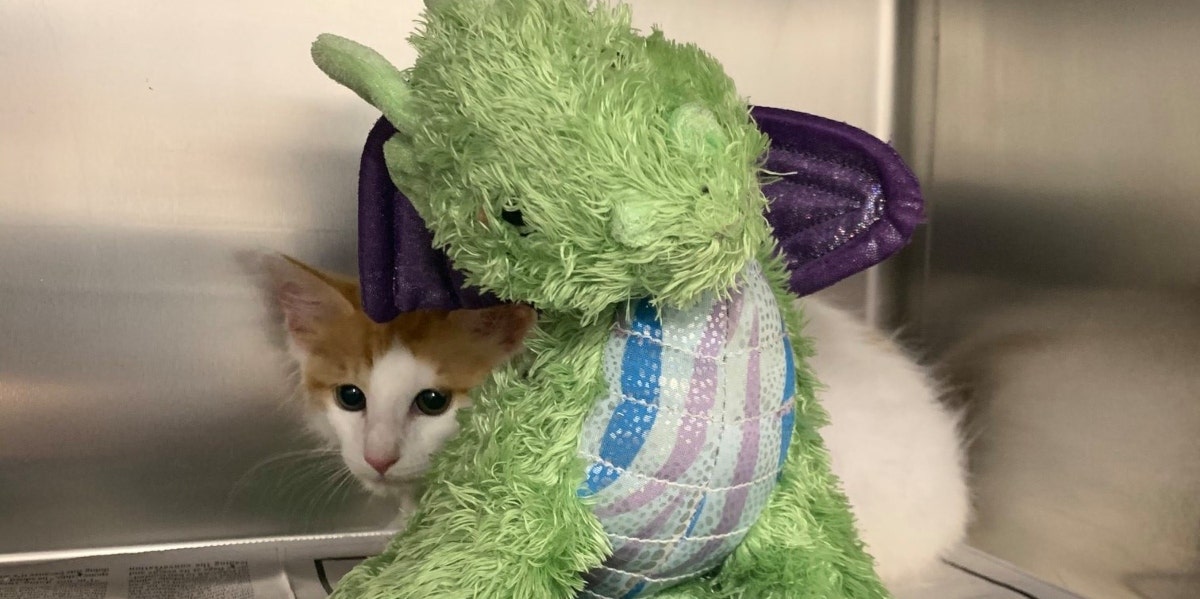 A Kitten's Pet Dragon Helped Him Stay Brave Through Surgery A Kitten's Pet Dragon Helped Him Stay Brave Through Surgery