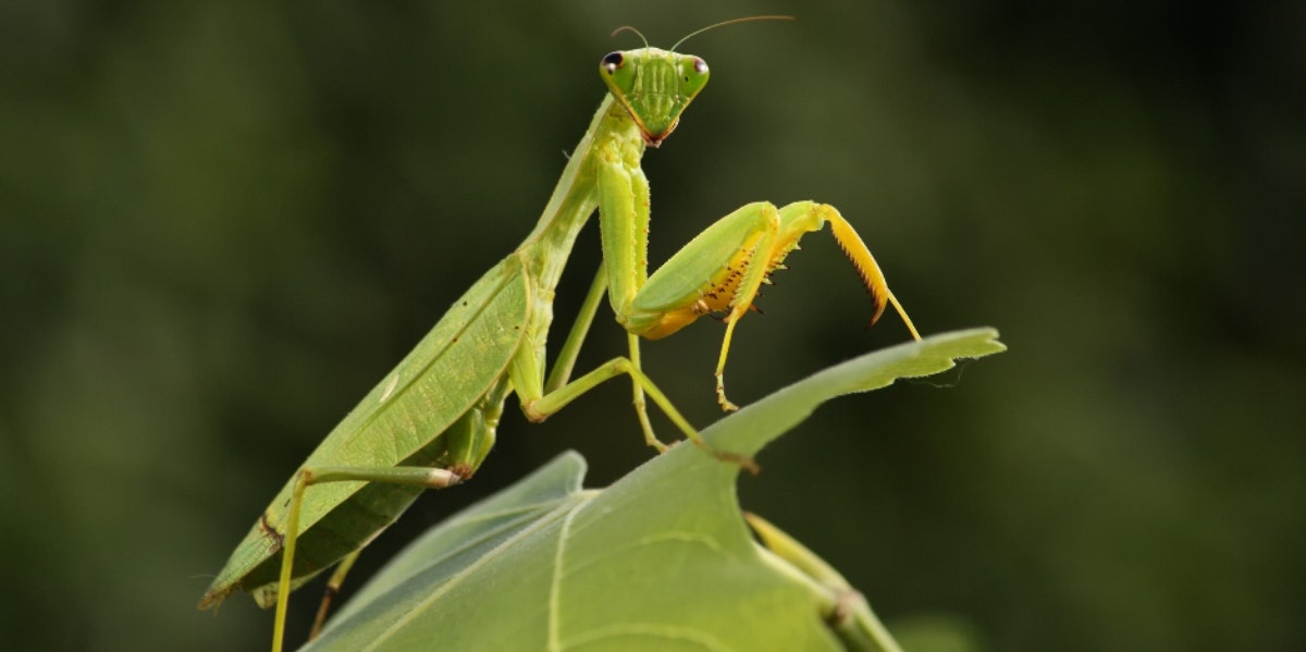 praying mantis on a leaf