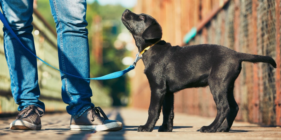 man holding puppy on leash