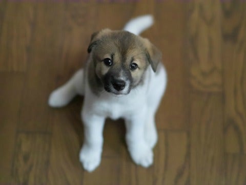 puppy puppy