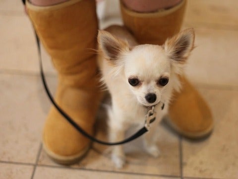 Dealing With Anxiety: How Pets Brighten Thanksgivukkah