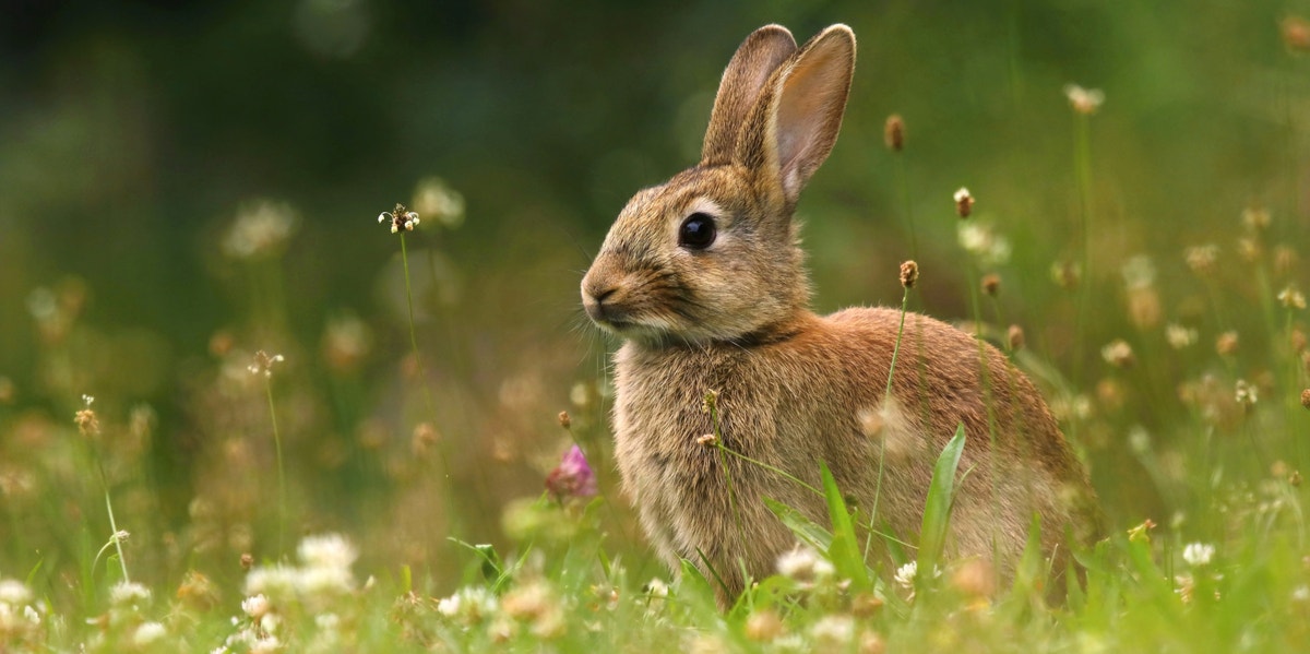 Rabbit Symbolism & Meaning (Totem, Spirit & Omens) rabbit in grass