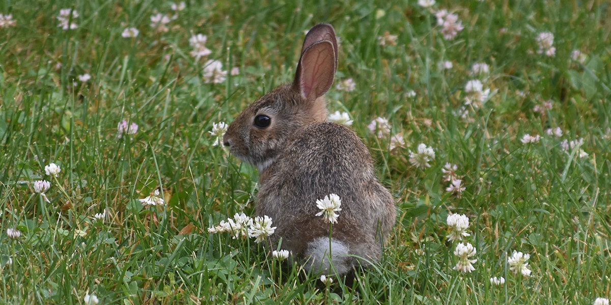 Watch This Bunny Mom DESTROY This Snake To Protect Her Baby