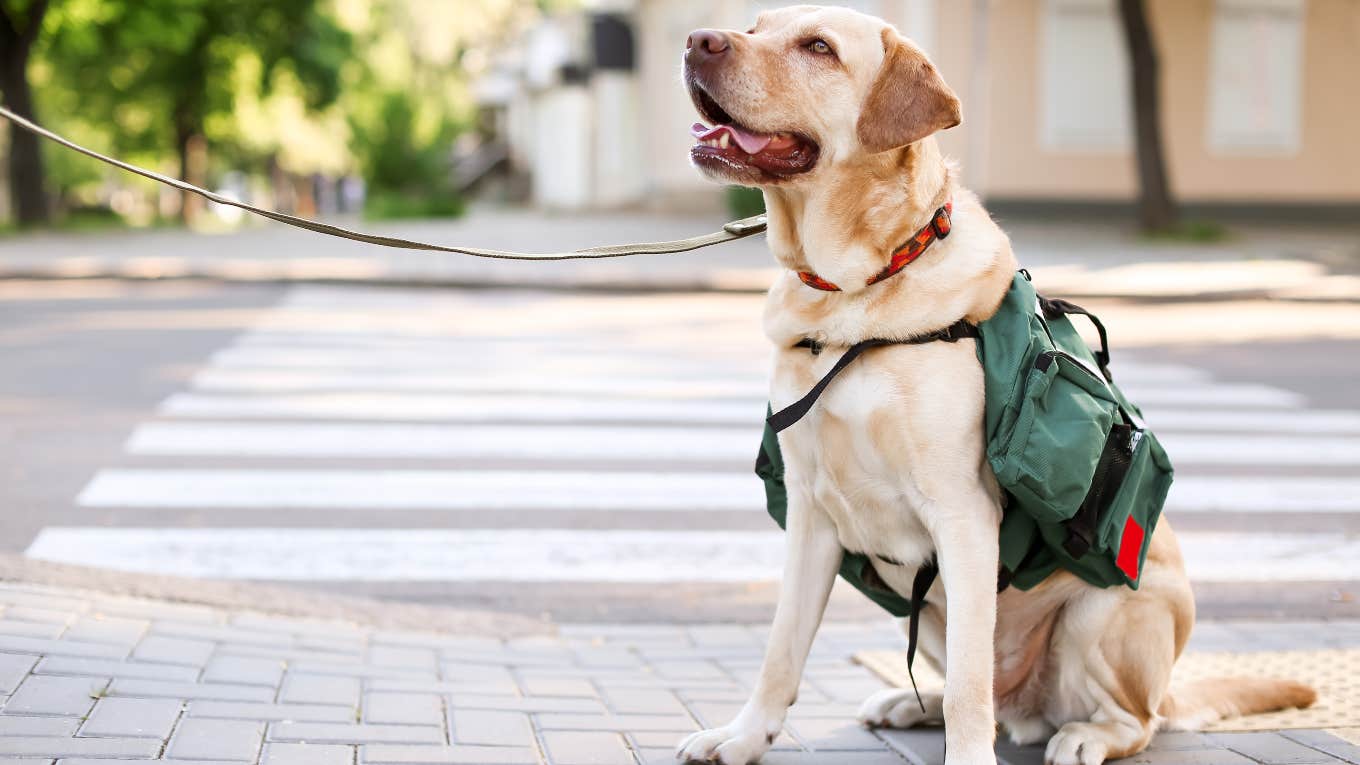 service dog with vest on city street