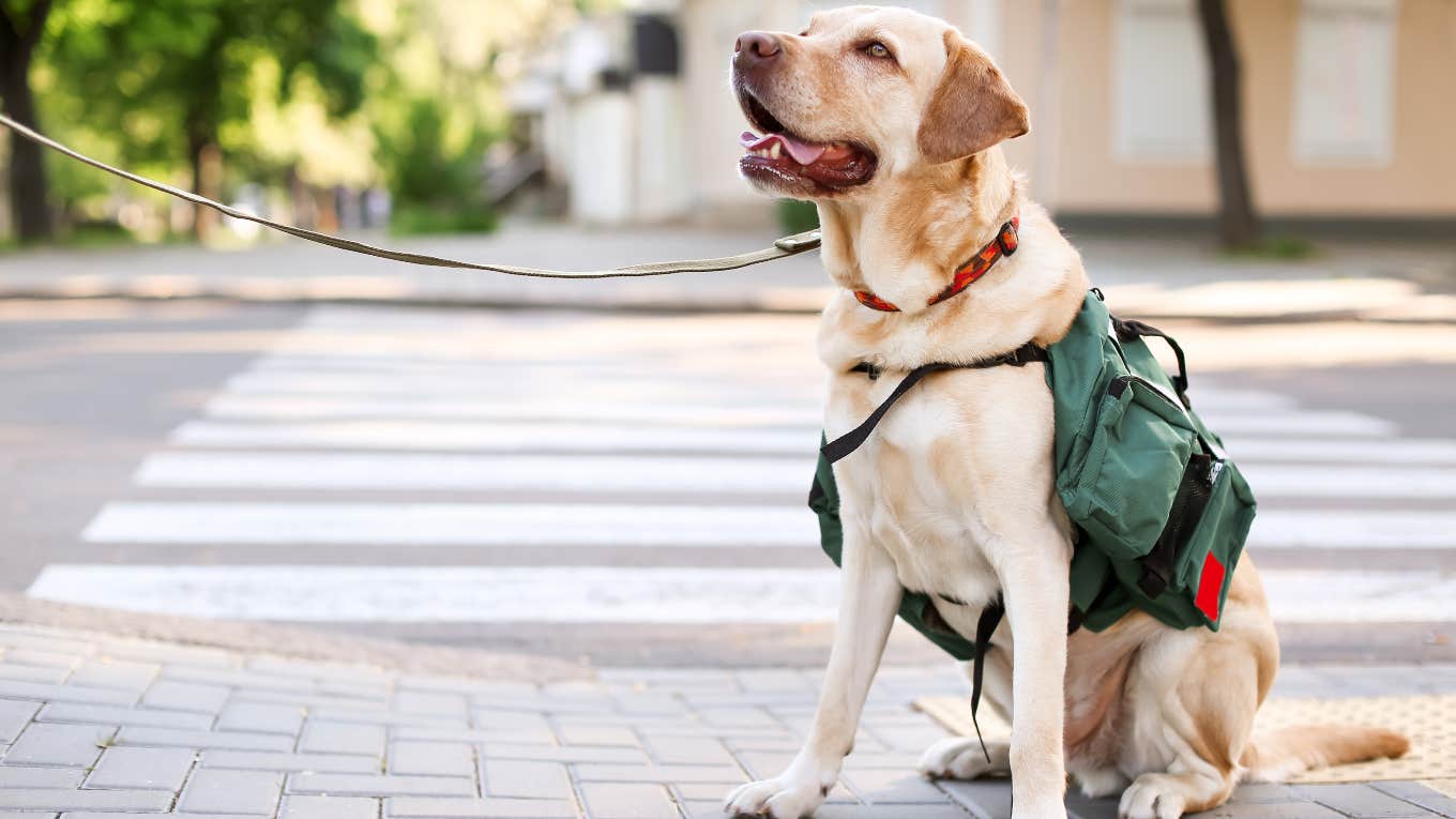 Random Lady Asks Woman If Her Service Dog Is 'Clean' Enough For Grocery Store service dog with vest on city street
