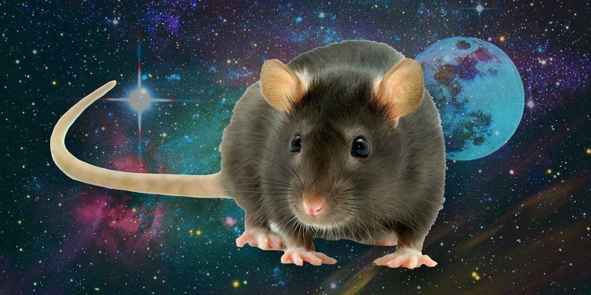 The Spiritual Meaning Of Dreaming About Rats rat dreams
