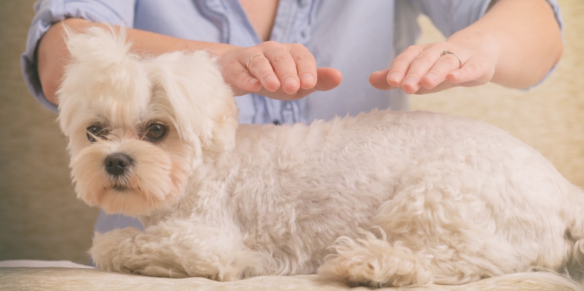 dog getting a reiki session