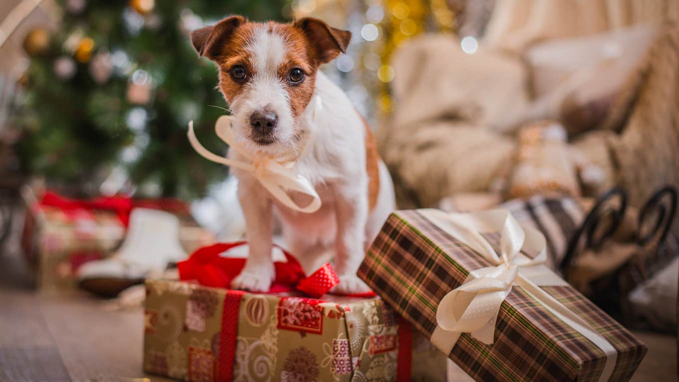 animal shelter, dogs, toys, christmas 