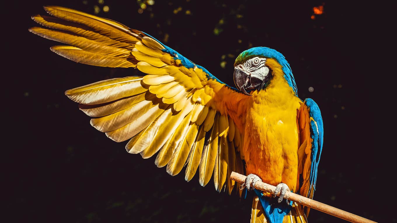 parrot with wing outstretched