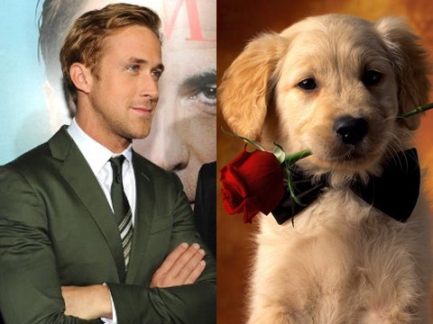 Love: Ryan Gosling Vs. Puppies