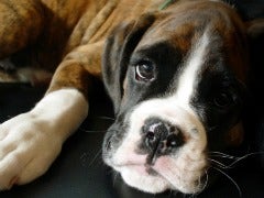 sad dog sad dog