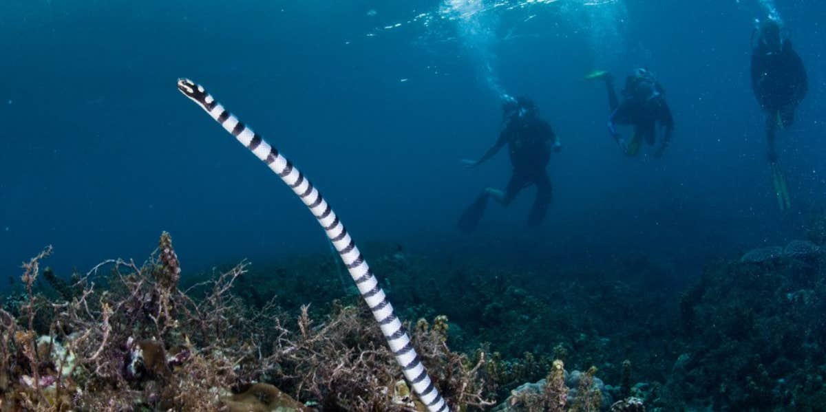 Why 'Sexually Frustrated' Sea Snakes Are Mistaking Scuba Divers For Potential Mates sea snake scuba divers mate