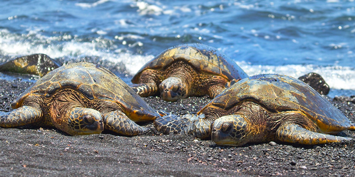 Sea turtles washed up on the beach