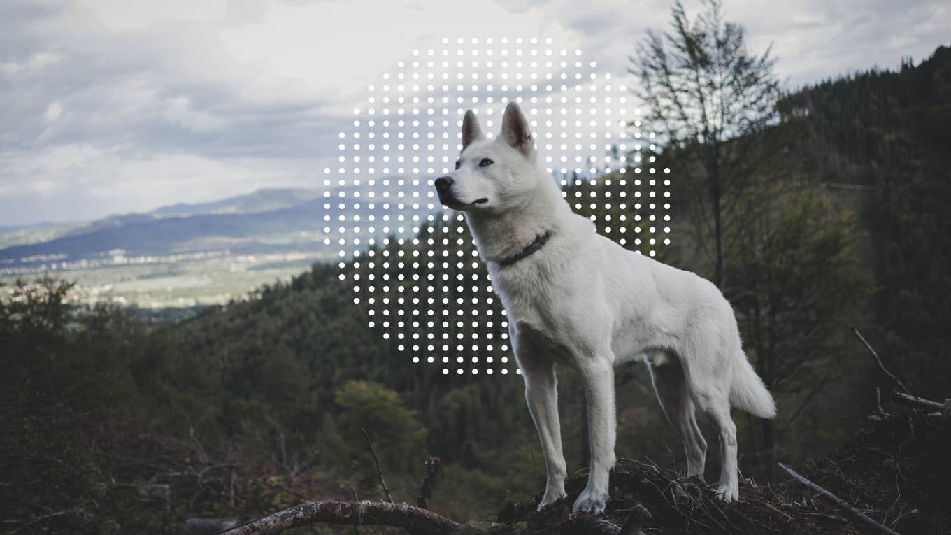 Woman Tells Husband She Won’t Sell Their House To Save His Dog husky in the wild