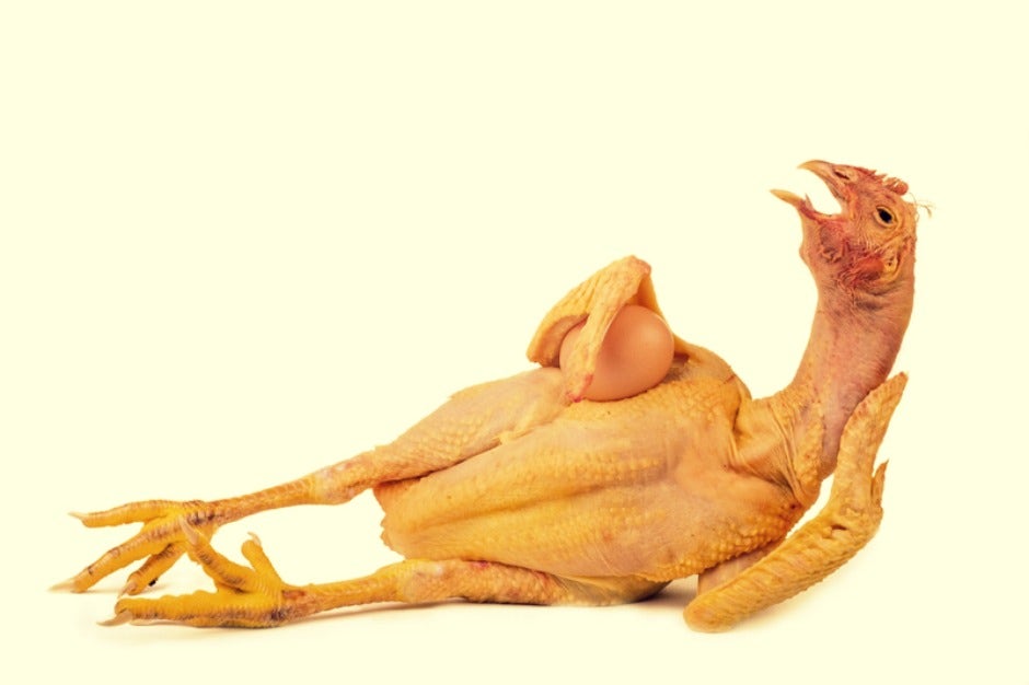 sexy chicken make love sexy chicken make love