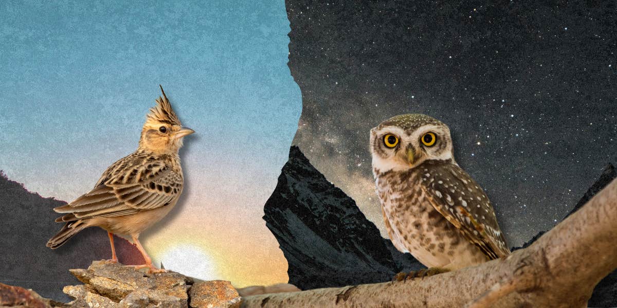 Should Couples Have The Same Bedtime A morning lark and a night owl side by side