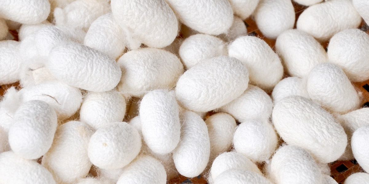 silkworm cocoons