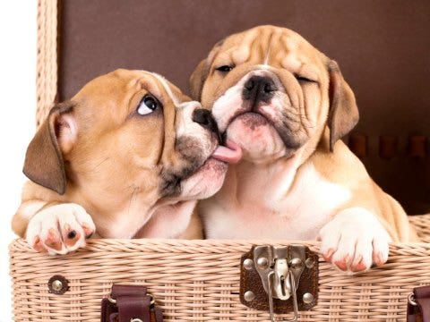animals giving kisses