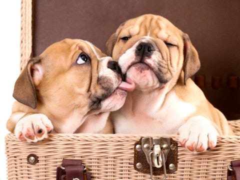 Animals giving kisses animals giving kisses