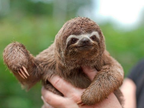A sloth a sloth