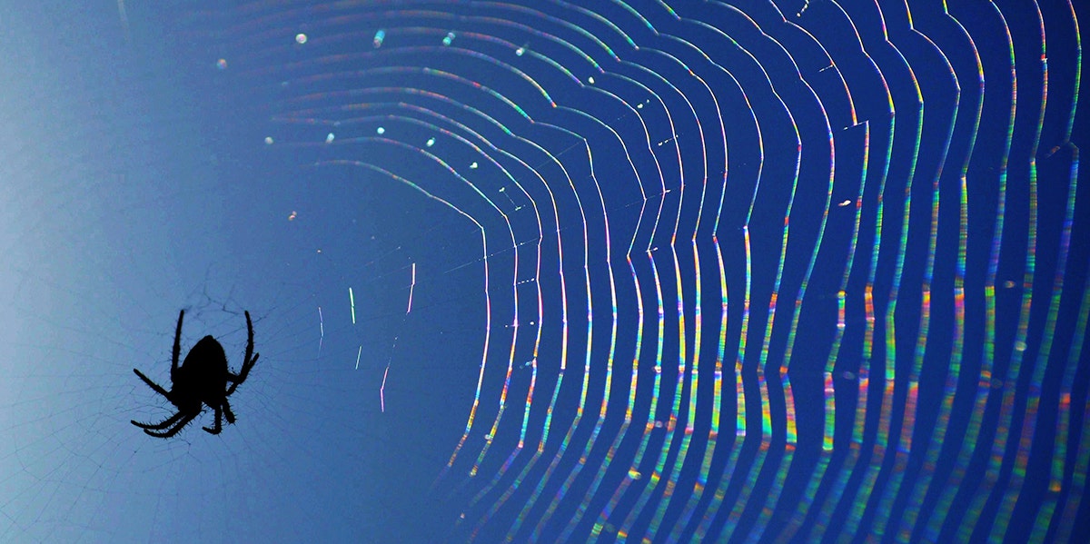Spider Dream Meanings & What Different Types Of Spiders Symbolize spider in a web