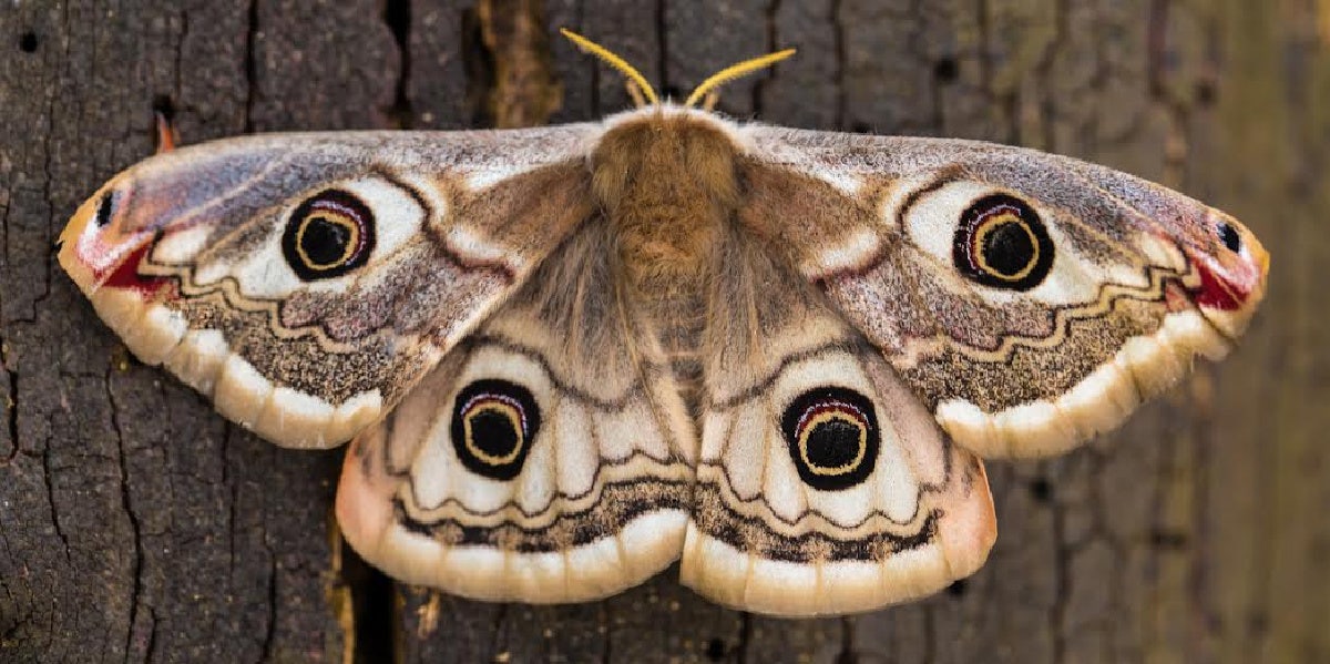 Moth Symbolism & Spiritual Meanings Of Seeing Moths