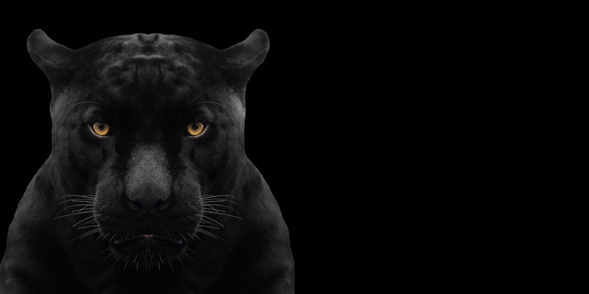 black panther on black background