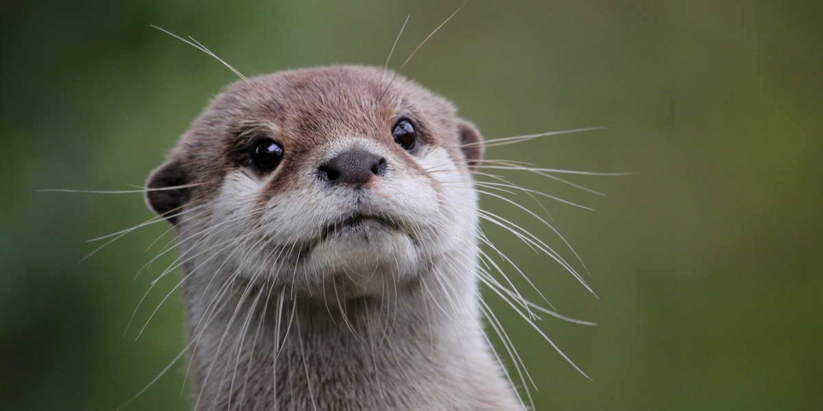 Spiritual Meaning And Symbolism Of An Otter Spiritual Meaning And Symbolism Of An Otter
