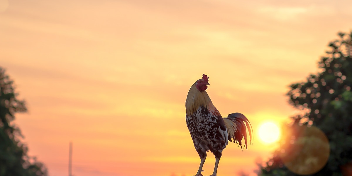 Spiritual Meaning And Symbolism Of A Rooster