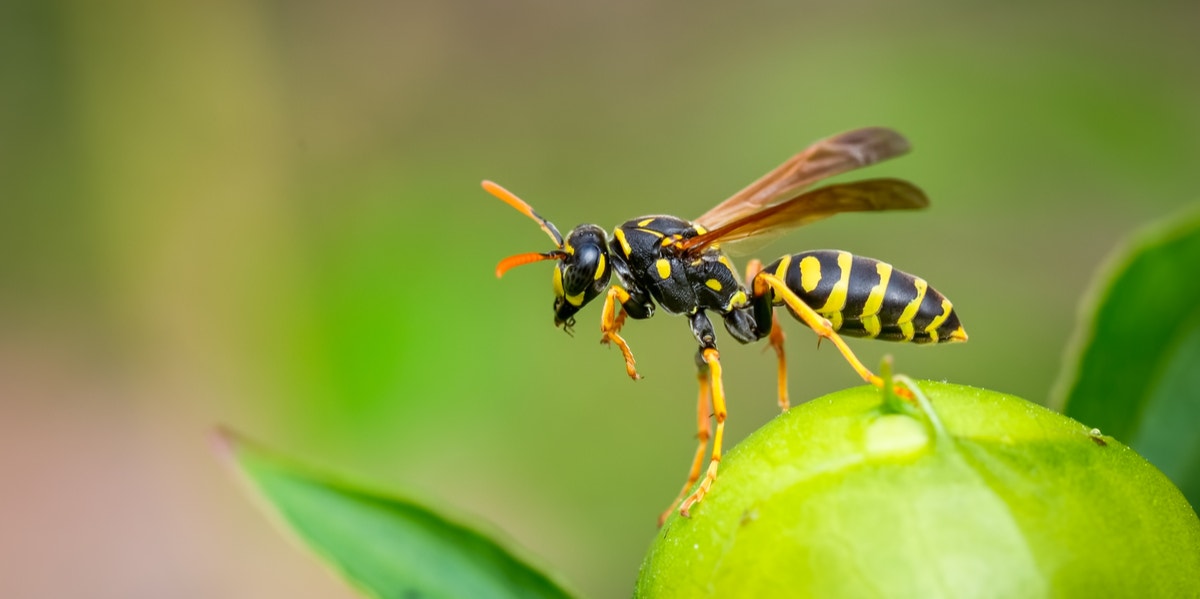 Spiritual Meaning And Symbolism Of A Wasp