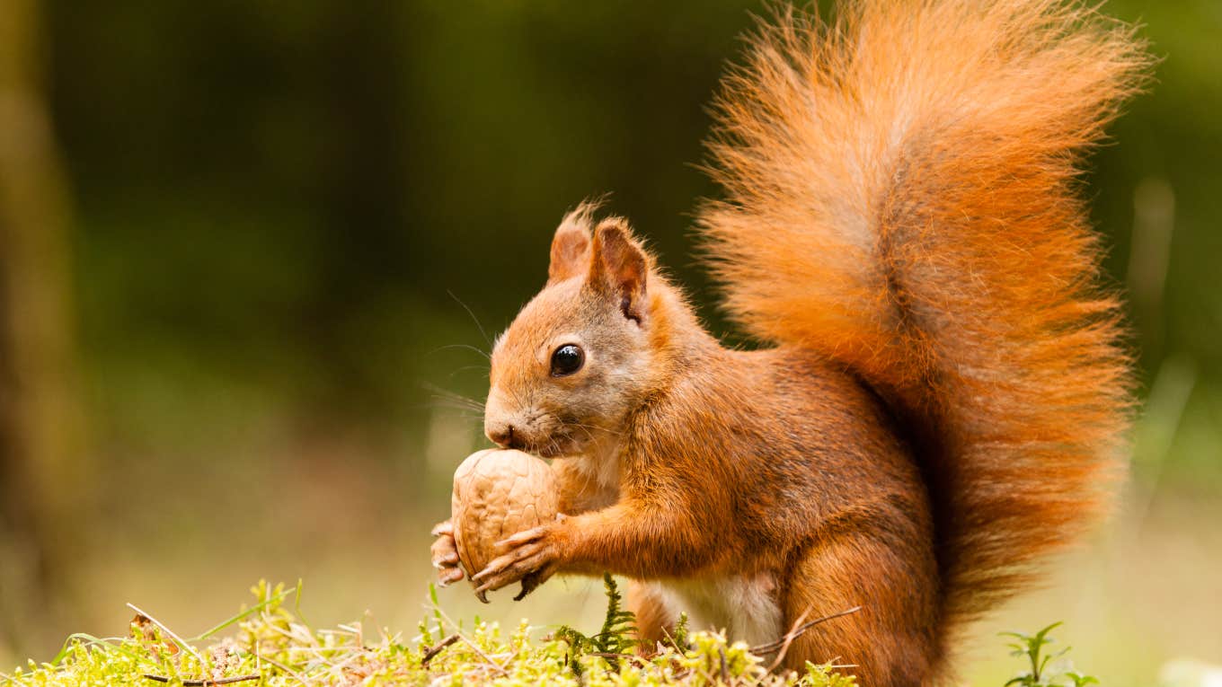 squirrel with red fur eating a nut