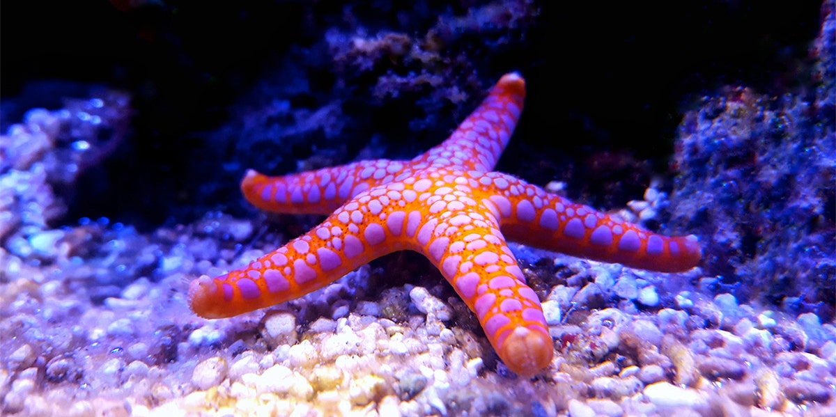 starfish