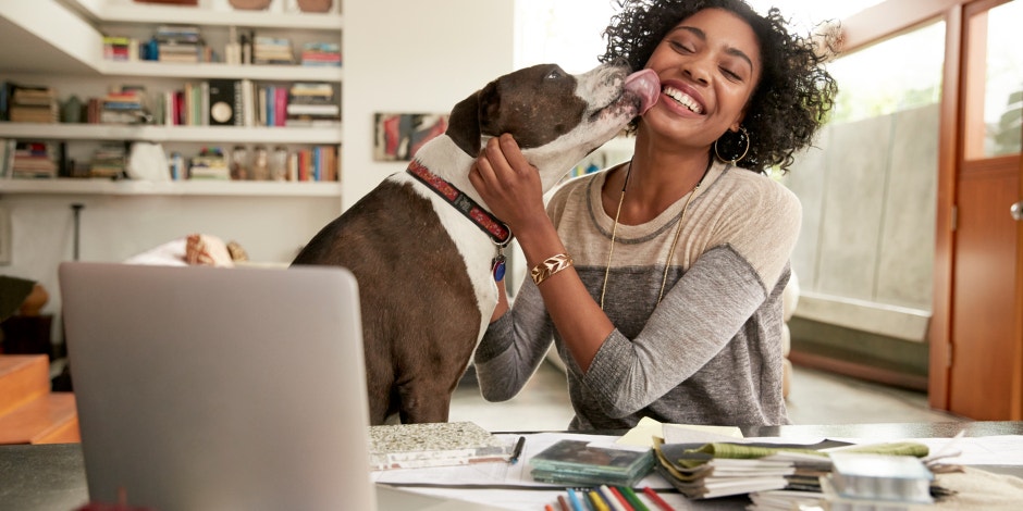 dog licking owner white seated at desk