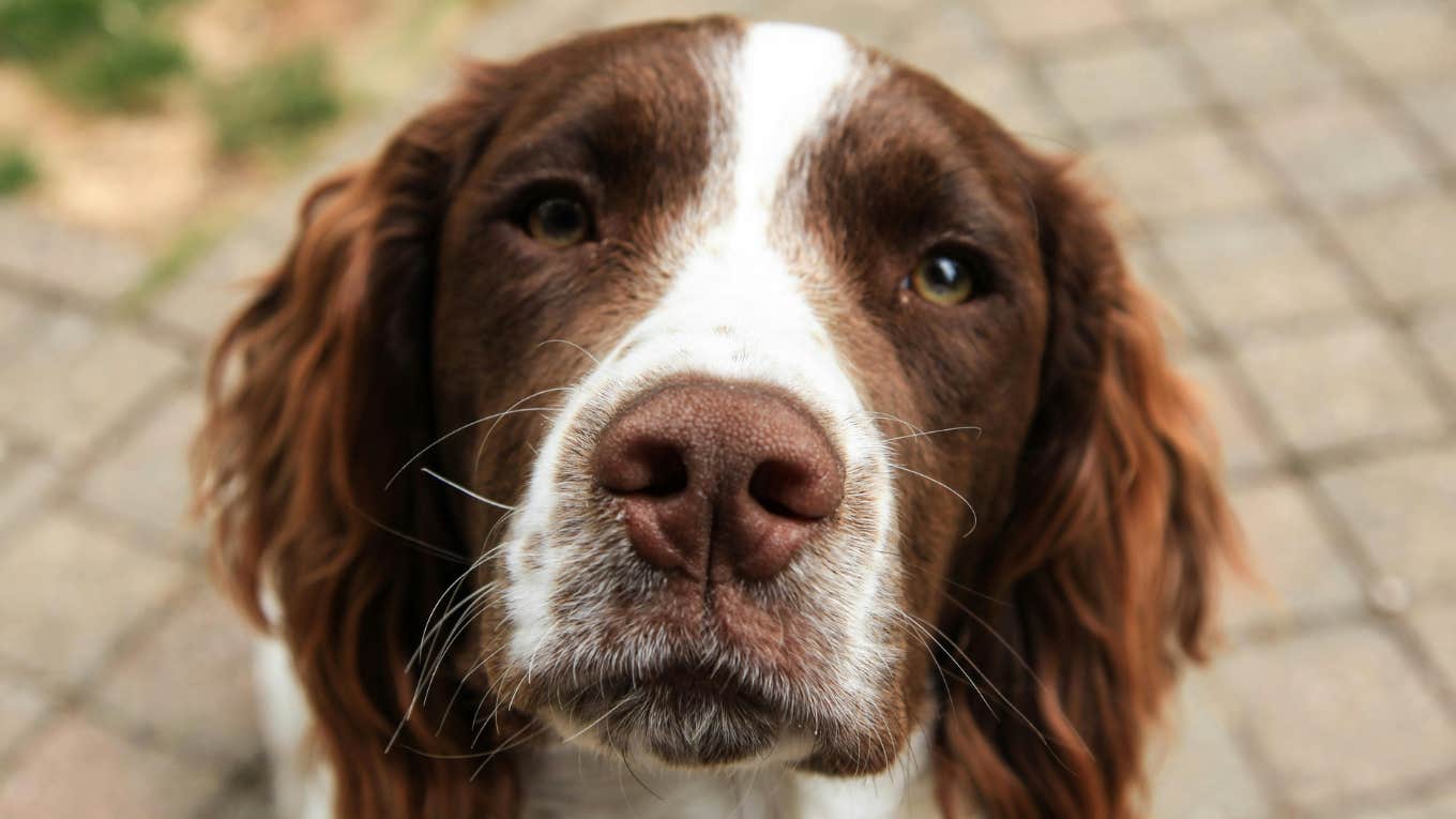 dog looking at the camera 