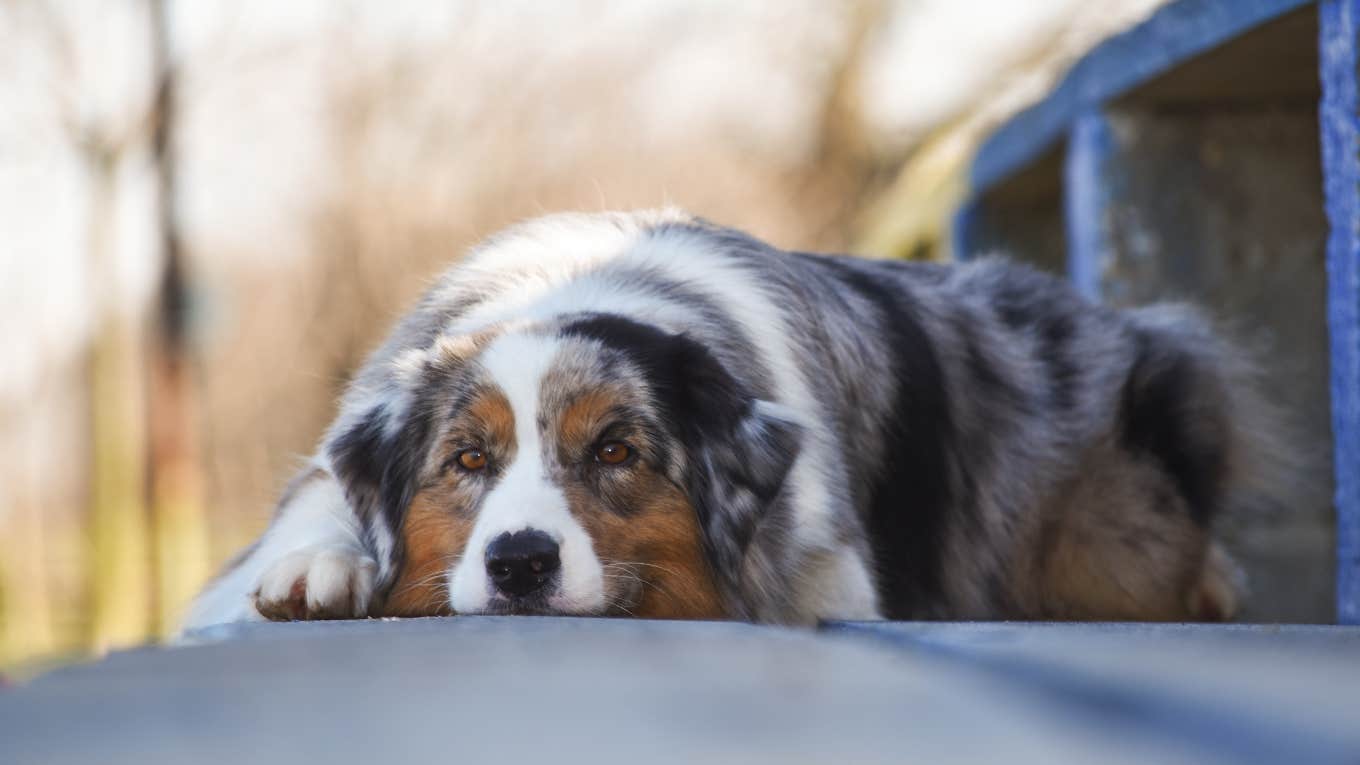 Sweet Dog Waits On The Porch For Family Who Moved Weeks Ago And Left Her Behind Abandoned australian shepherd