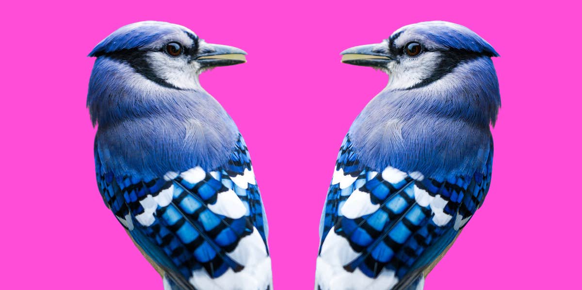 What It Means When You See A Blue Jay double high resolution photo of a beautiful Blue Jay against a vibrant fuscia background
