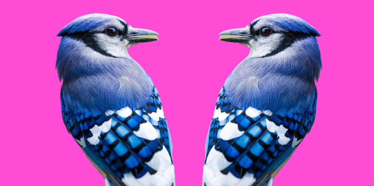 Spiritual Meanings And Symbolism Of Seeing Blue Jays