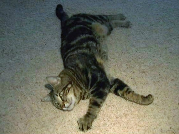 tara the cat. tara the cat.